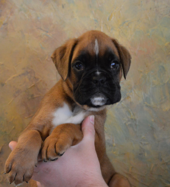 Recon x Fiji Puppy